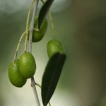 olives basilicata